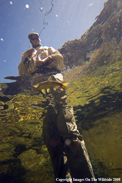 Flyfisherman with Brown Trout