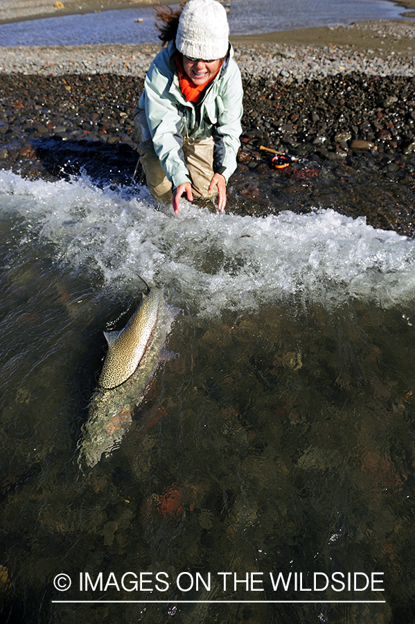 Flyfisher releasing rainbow trout.