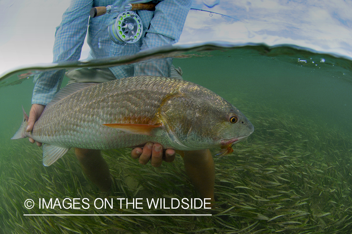 Flyfisherman releasing redfish.