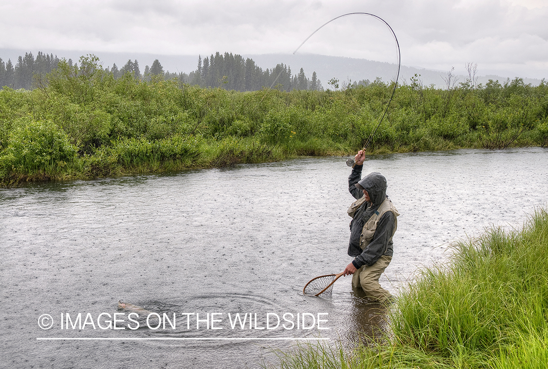 Flyfisherman fighting trout on S. Fork Madison in Montana.