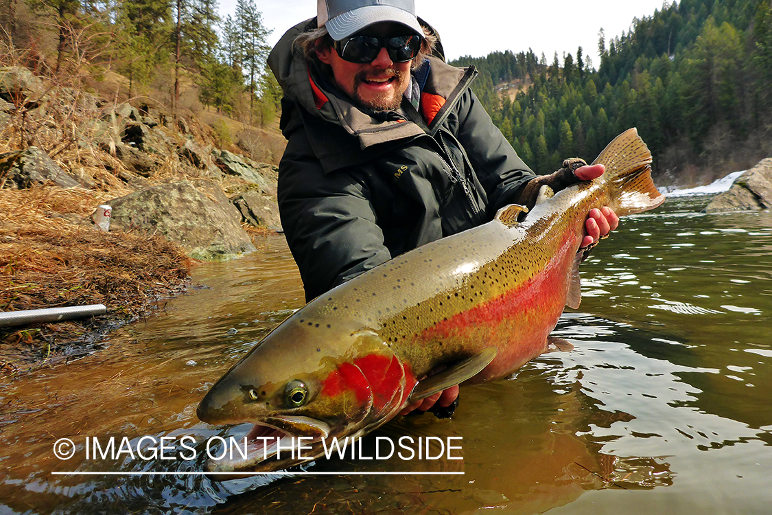 Flyfisherman releasing Rainbow Trout.