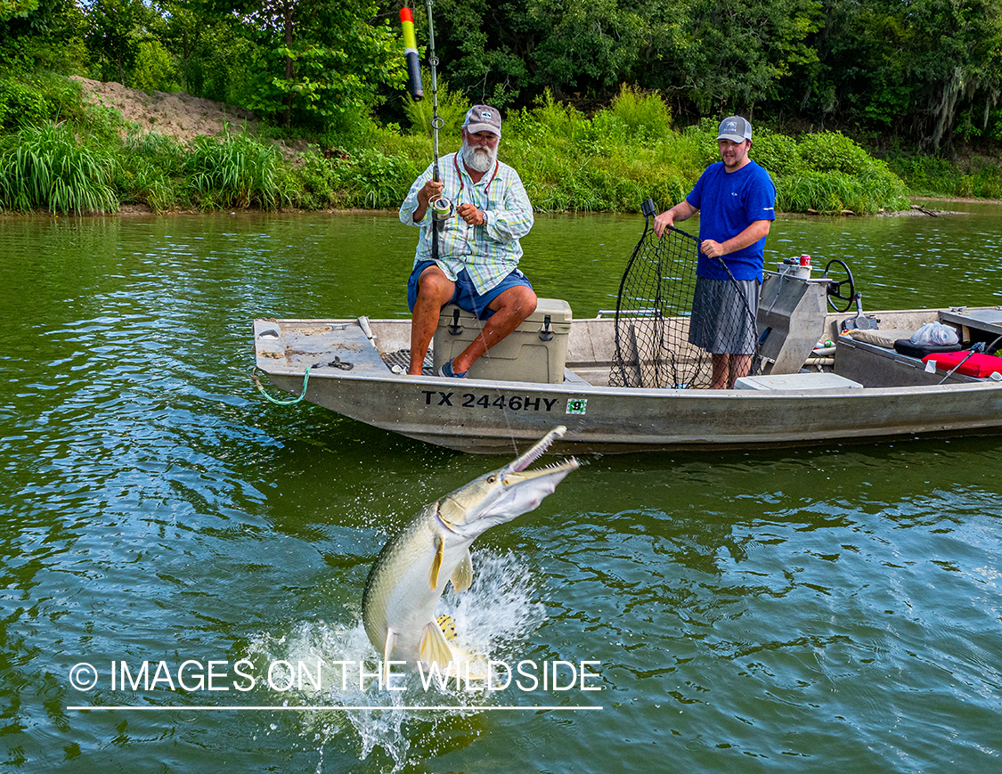 Fighting Alligator gar.