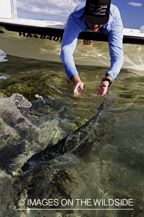 Saltwater flyfisherman releasing bonefish. 