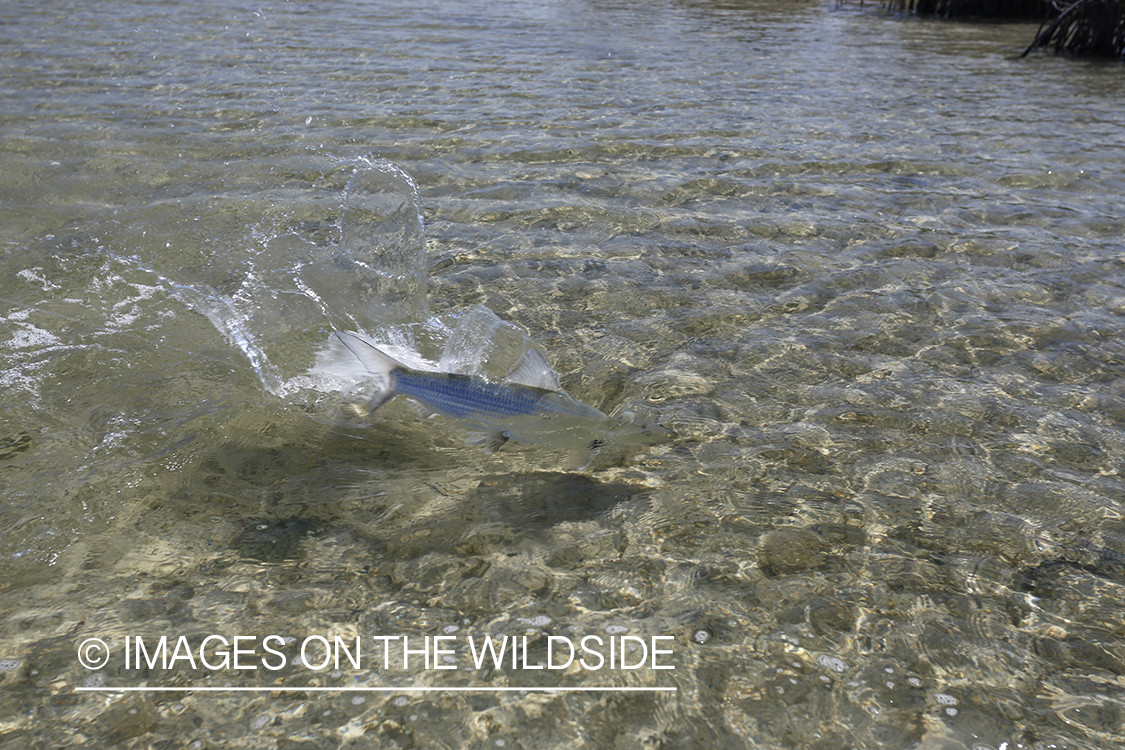 Fighting bonefish