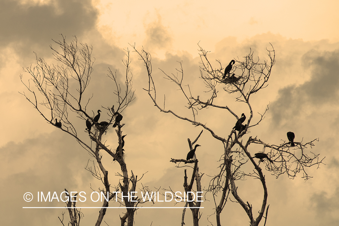 Birds in tree while flyfishing.