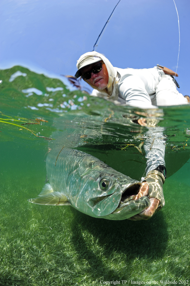 Flyfisherman with Tarpon. 