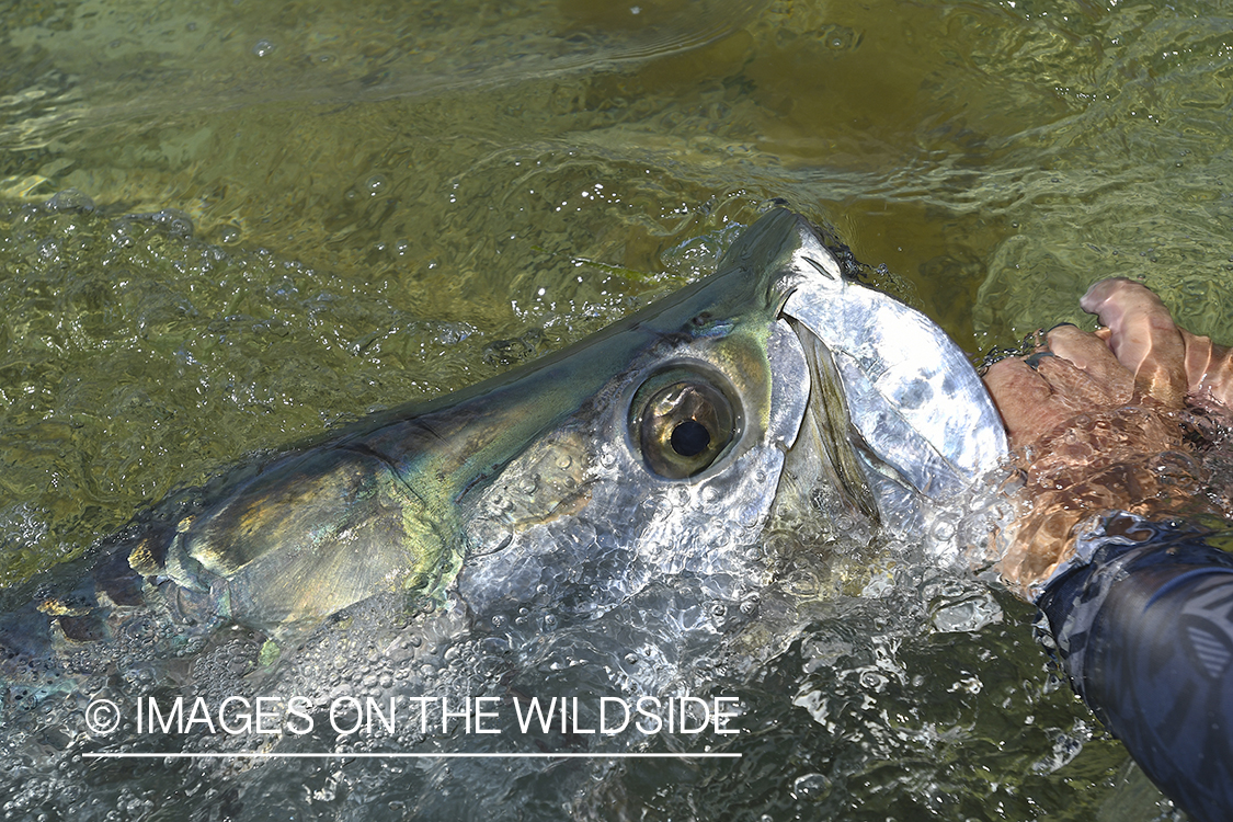 Flyfisherman releasing tarpon.