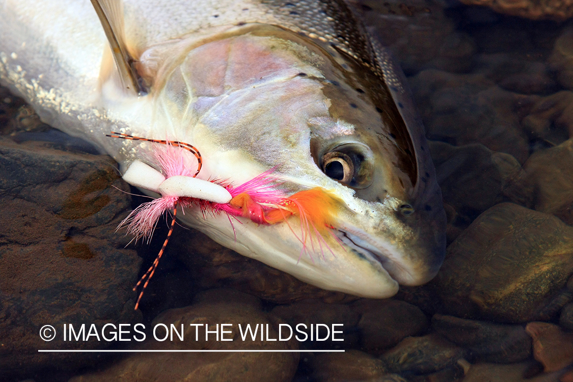 Hooked Steelhead. 