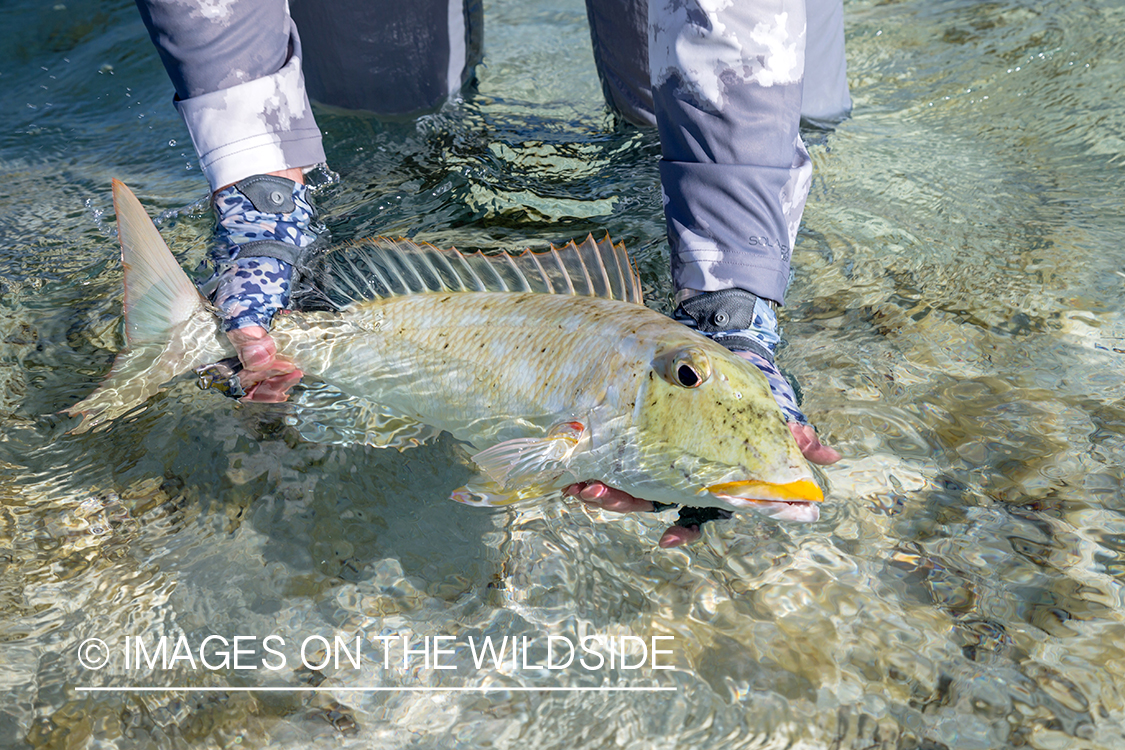 Flyfisherman releasing yellow-lipped emperor fish. 