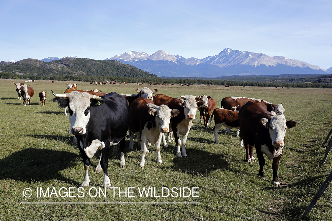 Cows in pasture in Argentina.