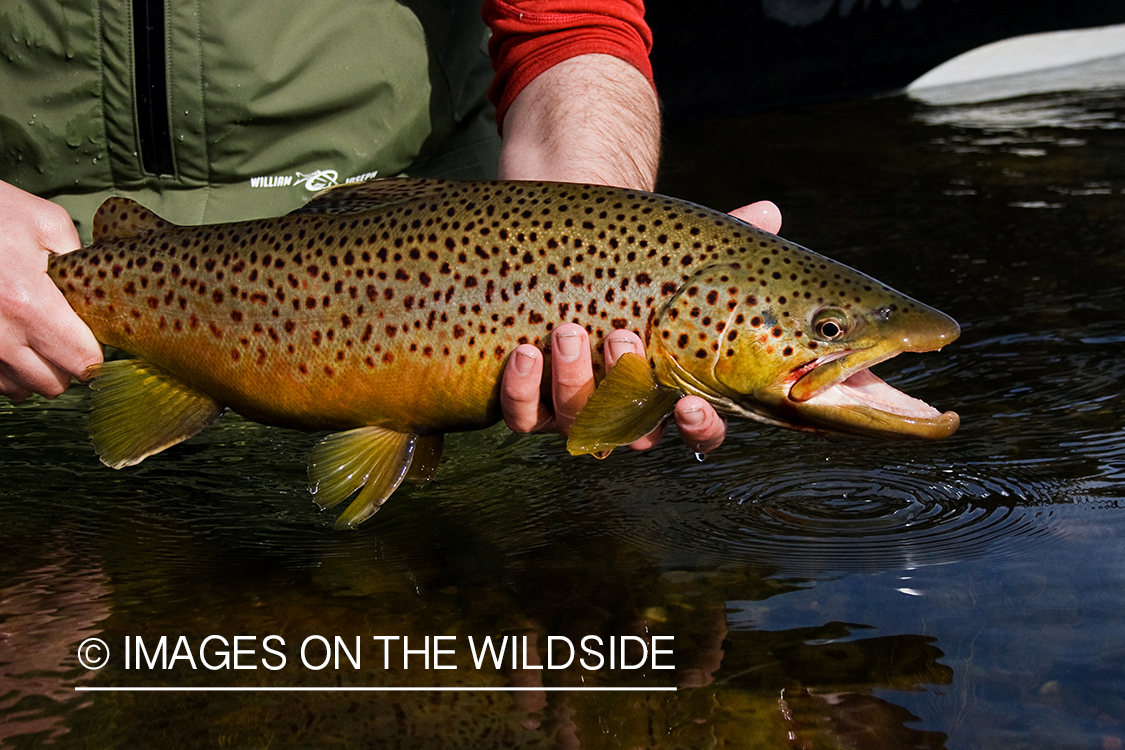 Brown trout.