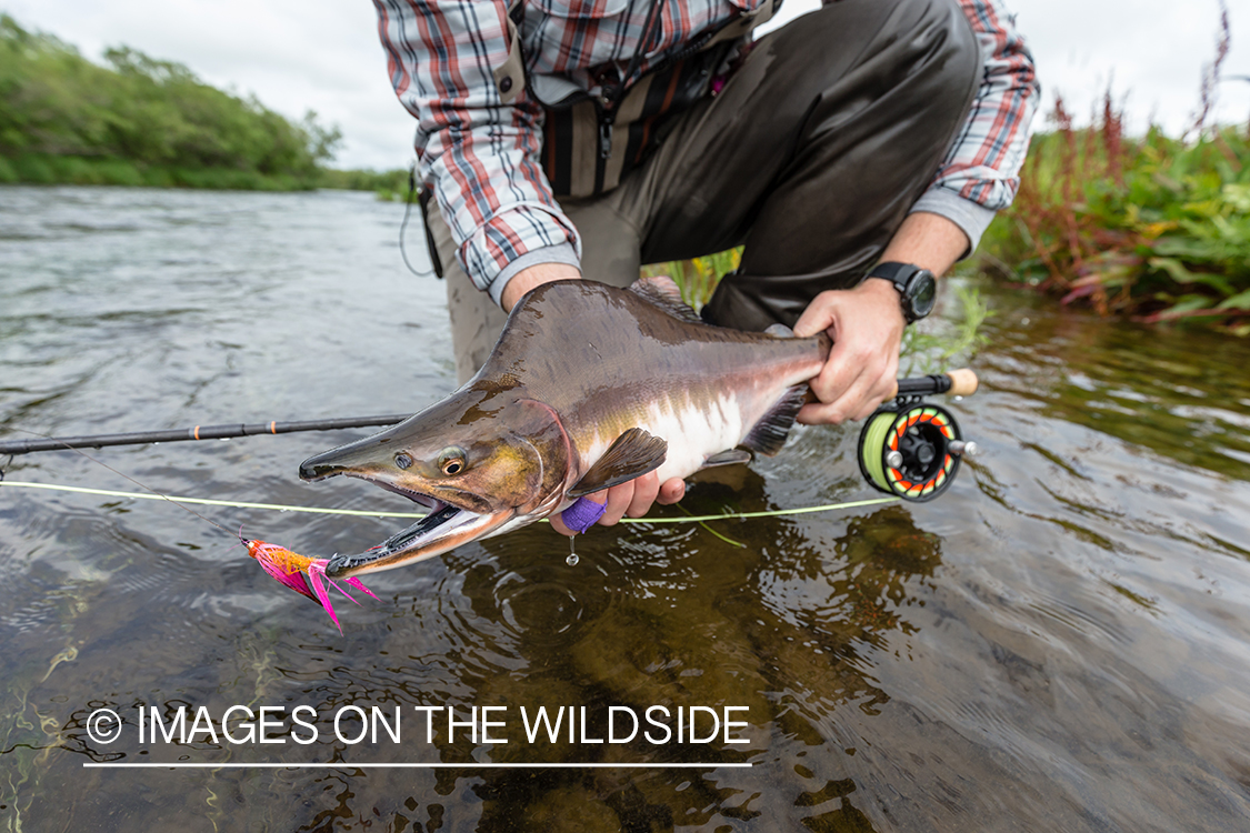 Flyfisherman releasing pink salmon in Sedanka river in Kamchatka Peninsula, Russia.