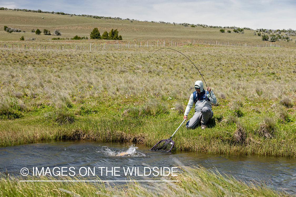 Flyfisherman fighting trout.