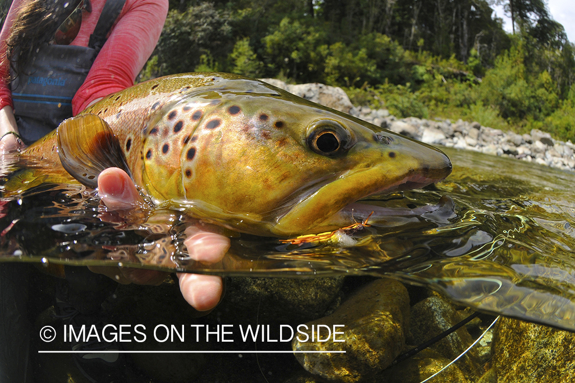 Brown trout in river in chile.