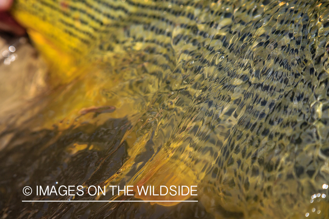 Flyfishing for Golden Dorado in Bolivia.