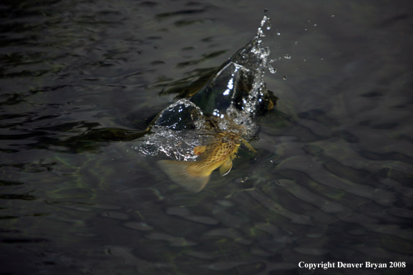 Brown Trout underwater