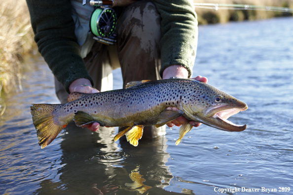 Large male brown trout