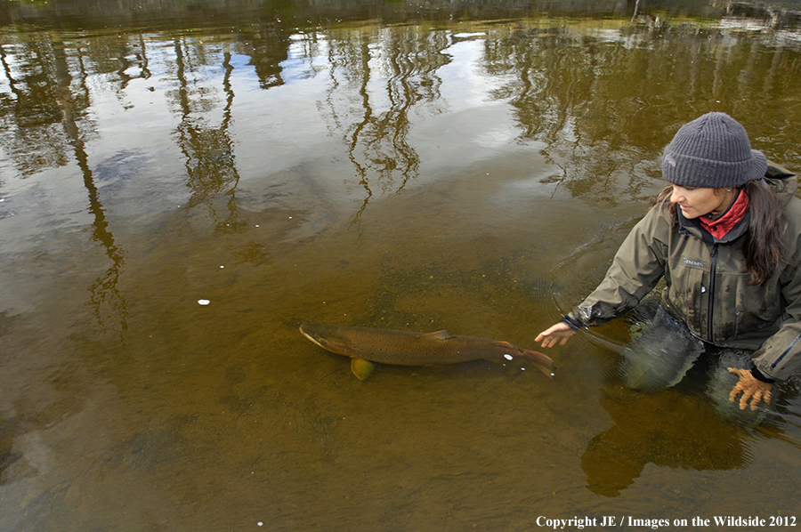 Flyfisherman releasing brown trout. 