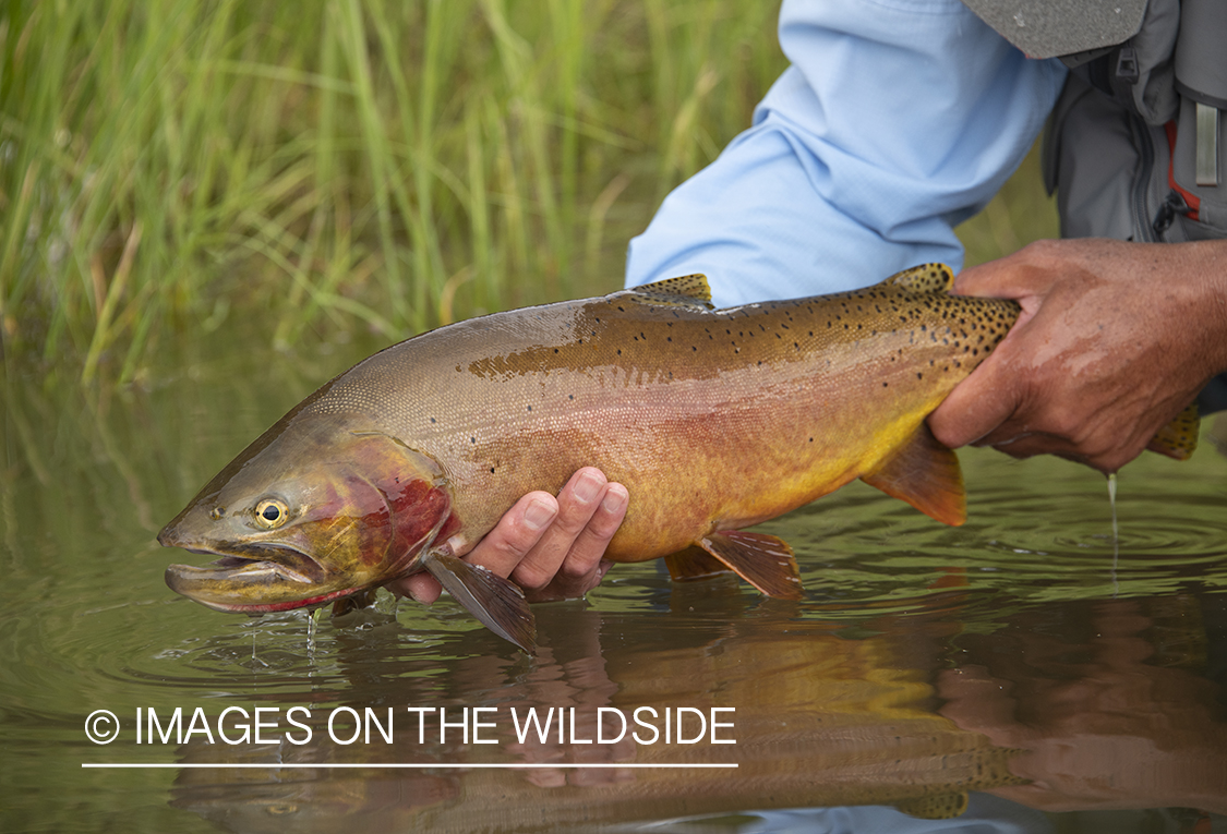 Yellowstone Cutthroat trout being released.