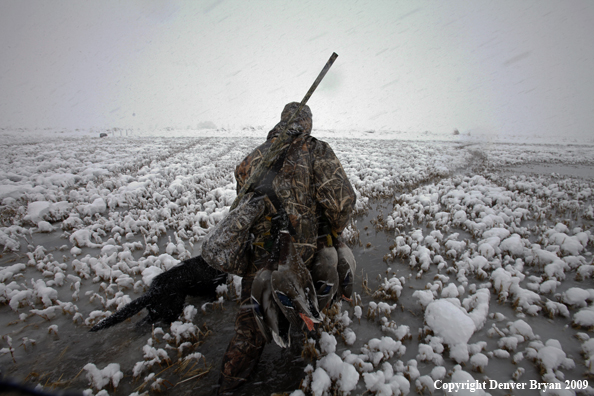 Waterfowl hunter with killed mallard ducks.