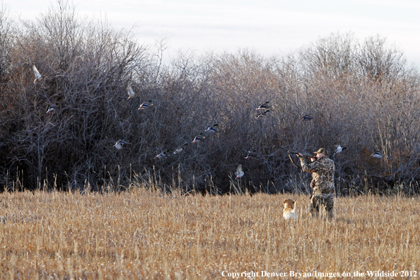 Duck hunter taking aim at flock of mallards.