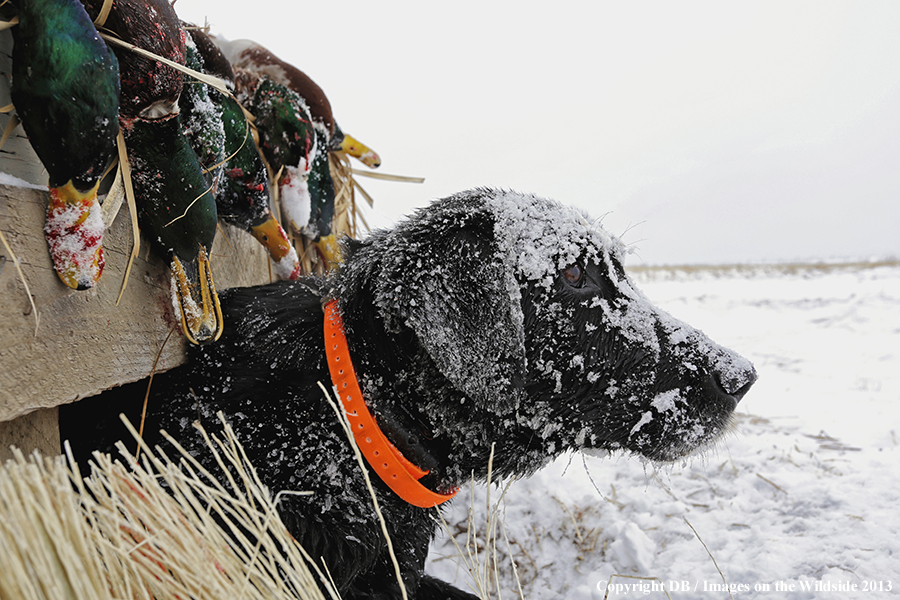 Black labrador retriever in blind.