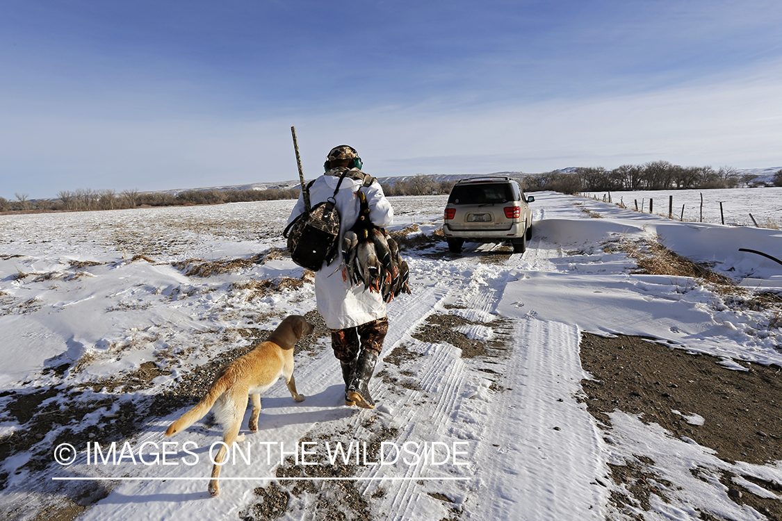 Waterfowl hunter with bagged mallards walking back to vehicle.