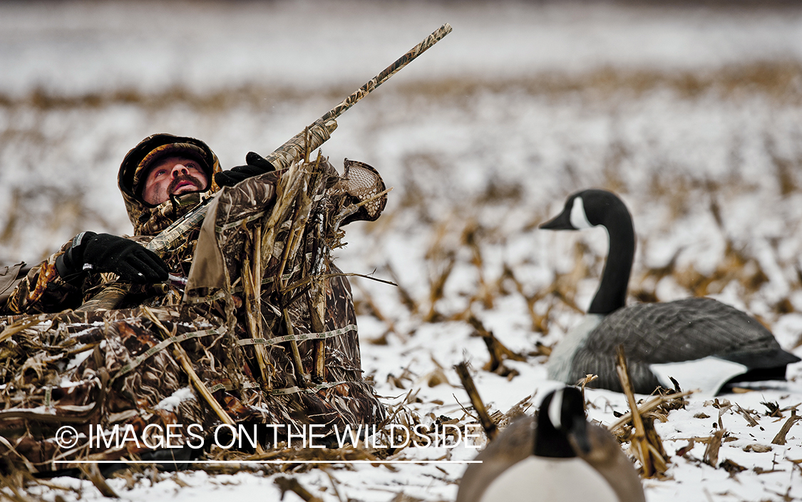 Waterfowl hunter camouflaged in ground blinds.