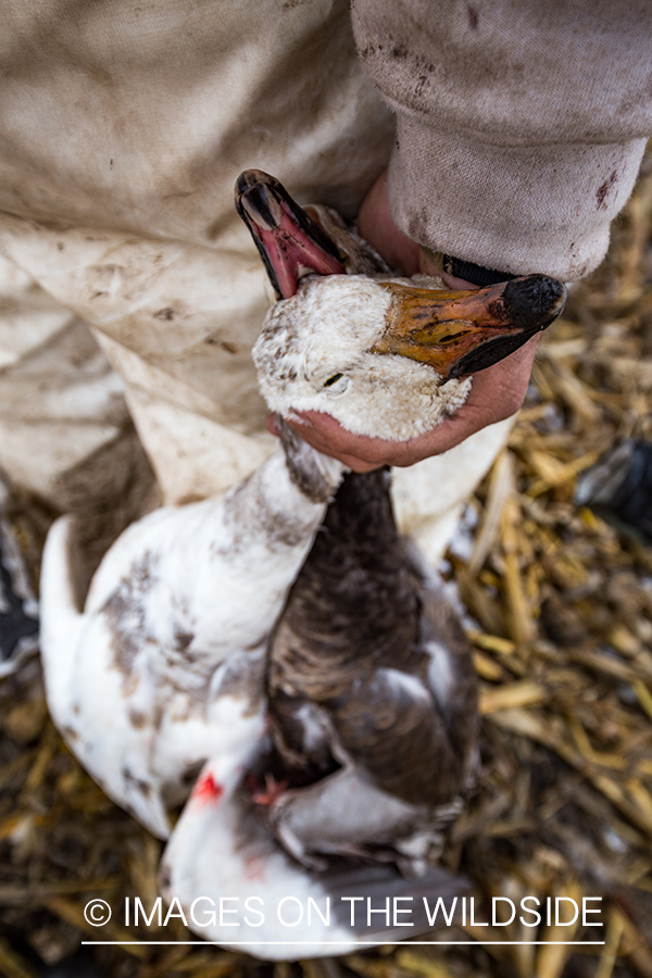 Hunter with bagged goose.
