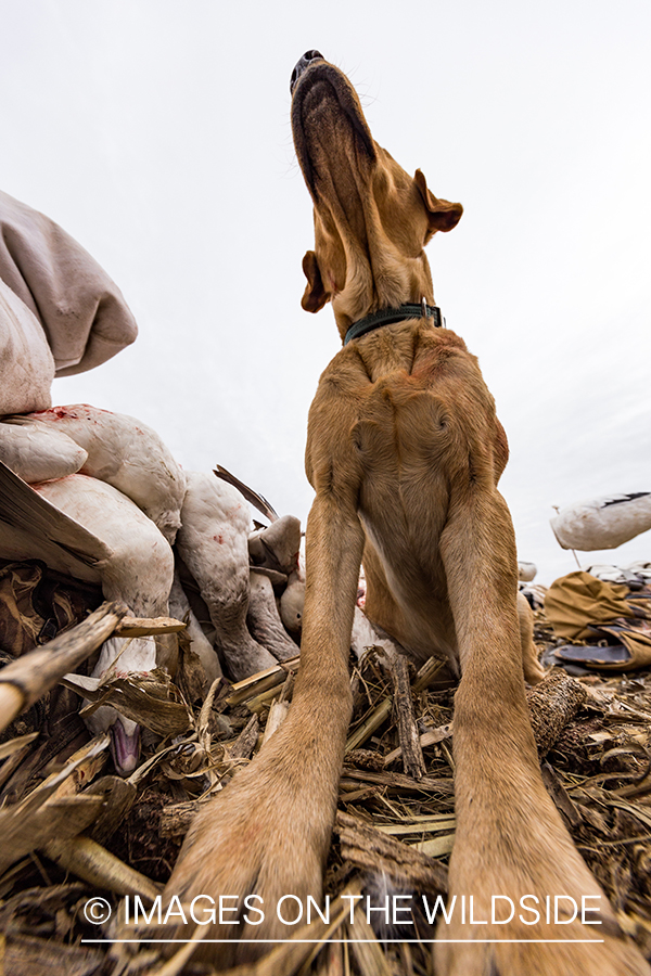 Yellow lab with bagged geese.