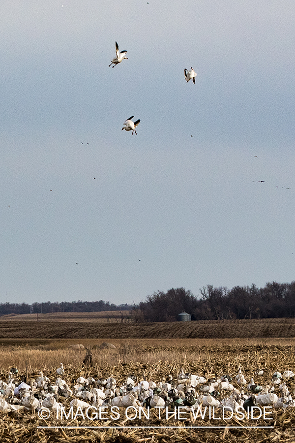 Geese flying over decoys. 