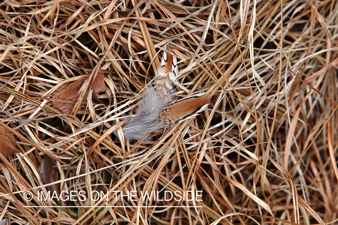 Bobwhite Quail feather