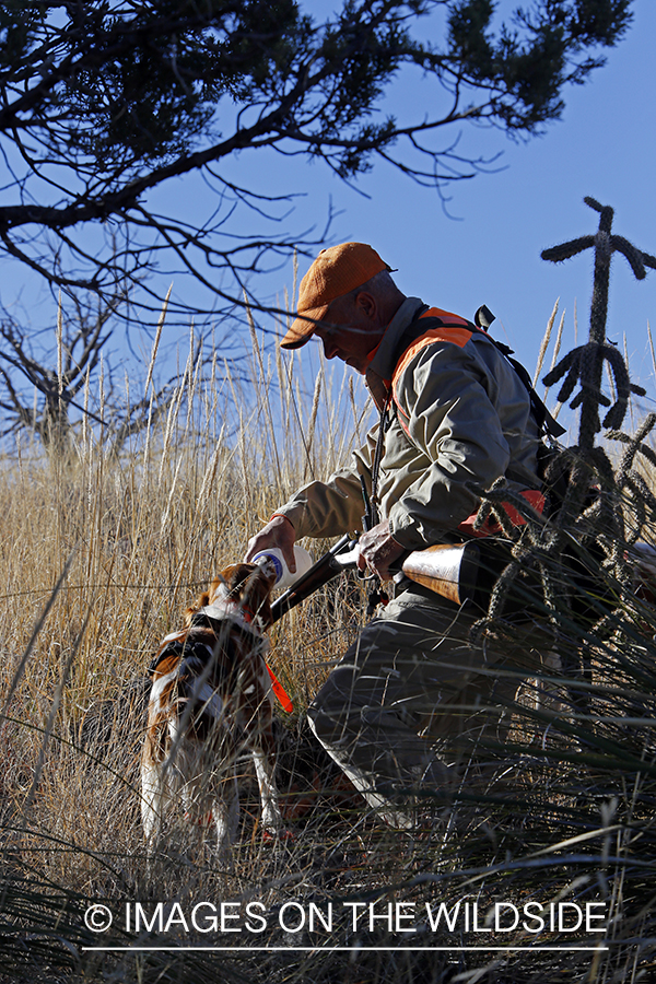 Mearns quail hunter giving dogs water.