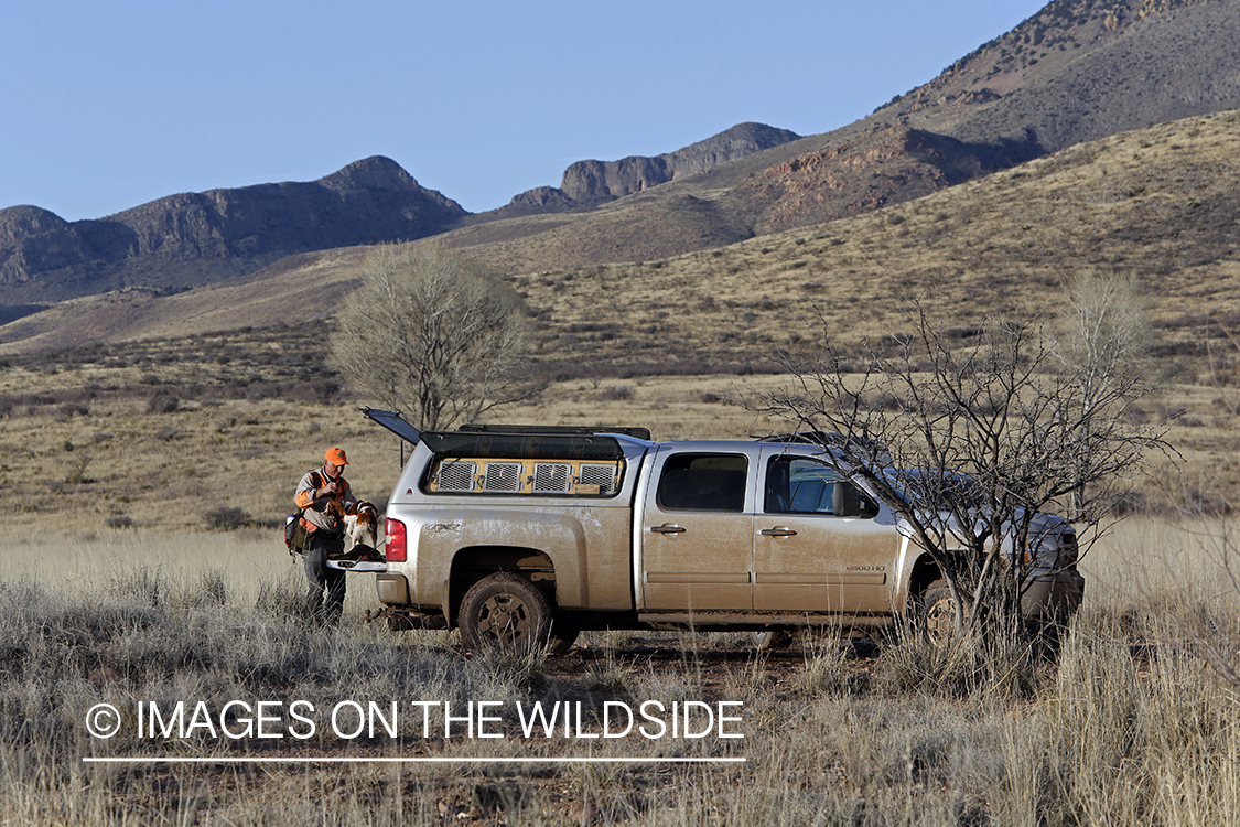 Mearns quail hunting with Brittany Spaniel.