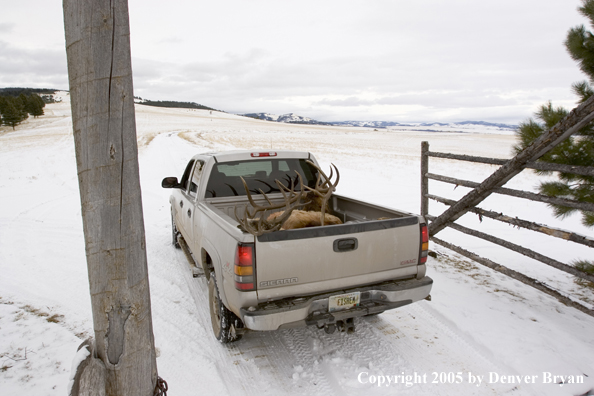 Field dressed bull elk and mule deer in back of truck.