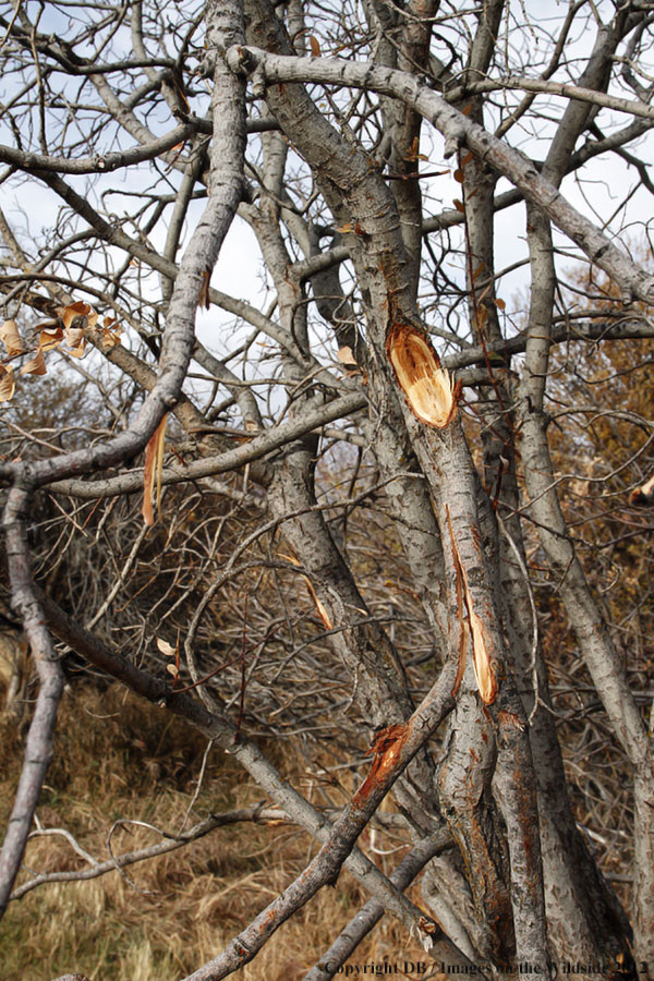 Tracking, broken branch by moose.