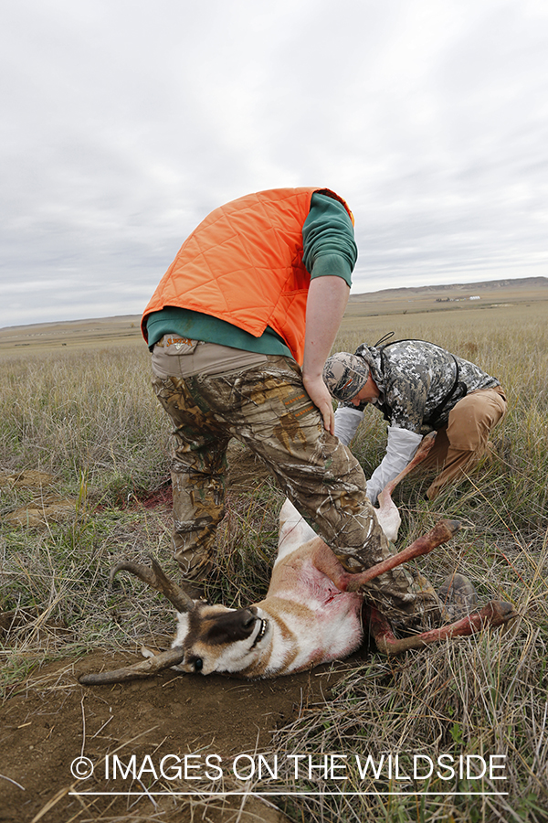 Hunters field dressing pronhorn antelope. 