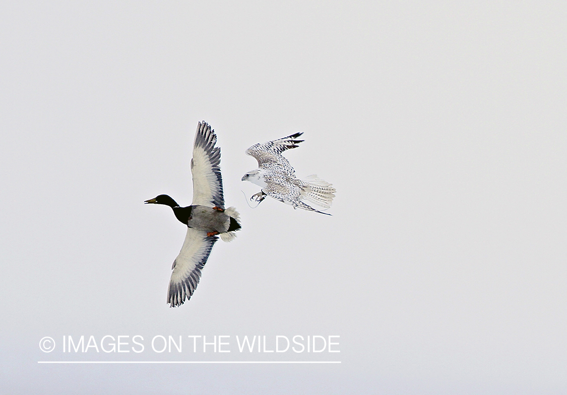 Gyr Falcon taking mallard drake in flight.