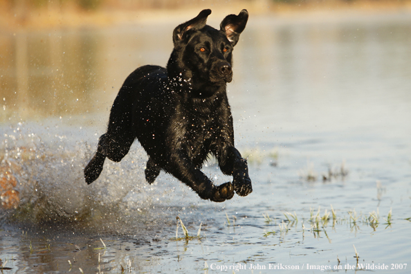 Black Labrador Retriever in field