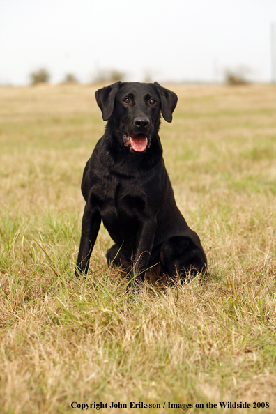 Black Labrador Retriever in field