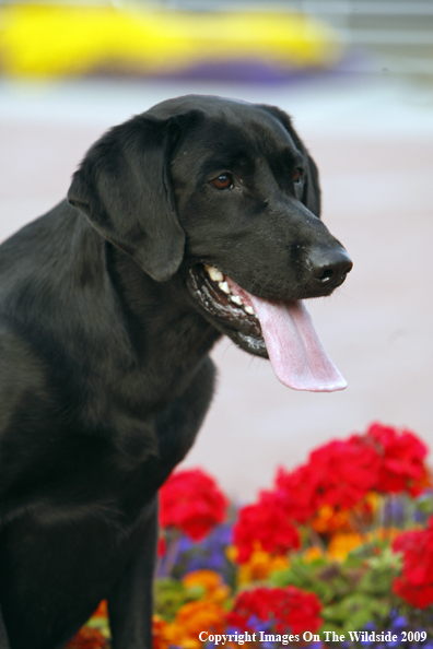 Black Labrador Retriever