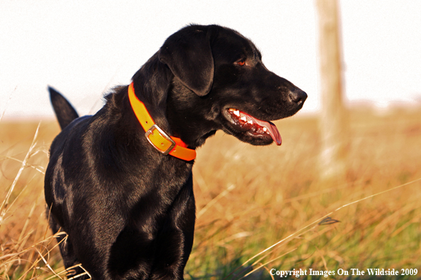 Black Labrador Retriever in field