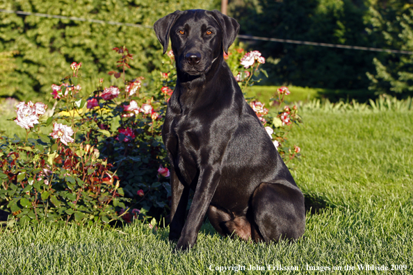 Black Labrador Retriever in yard