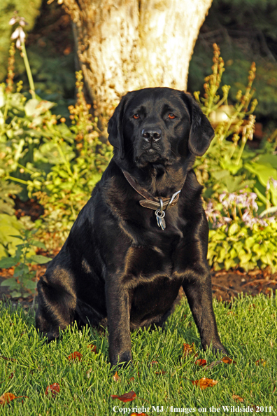 Black Labrador Retriever.