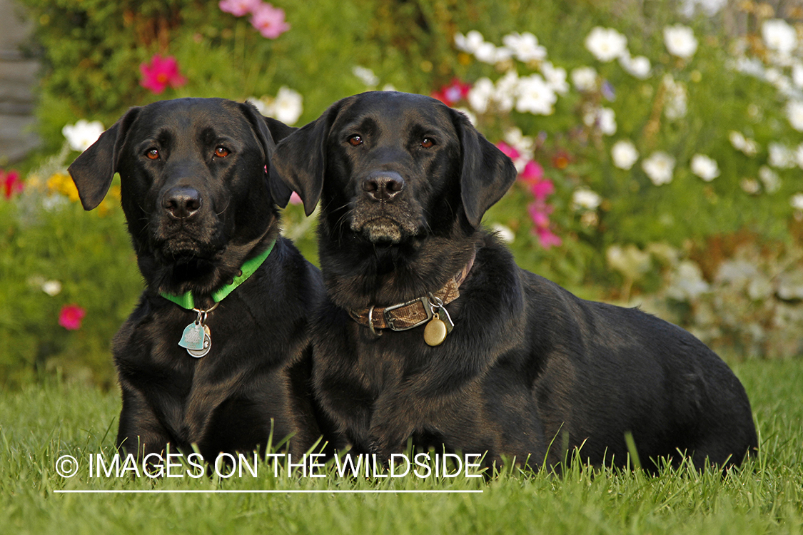 Black Labrador Retrievers