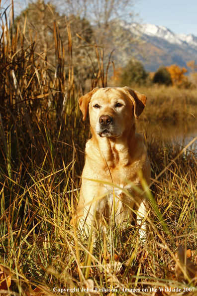 Yellow Labrador Retriever in field