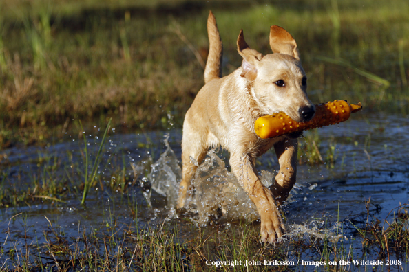 Yellow Labrador Retriever in field