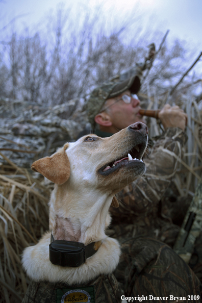 Yellow Labrador Retriever with Hunter