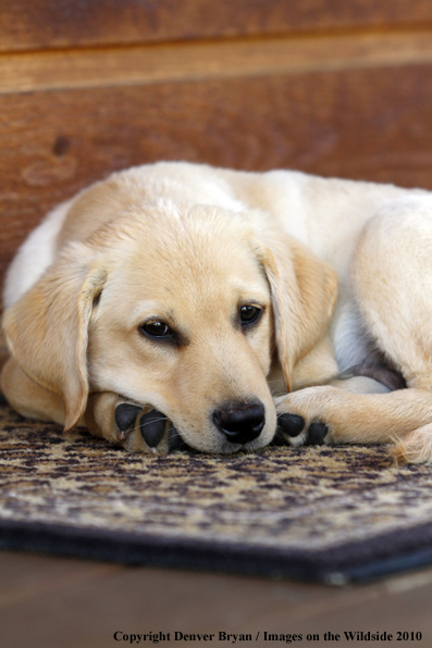 Yellow Labrador Retriever Puppy 