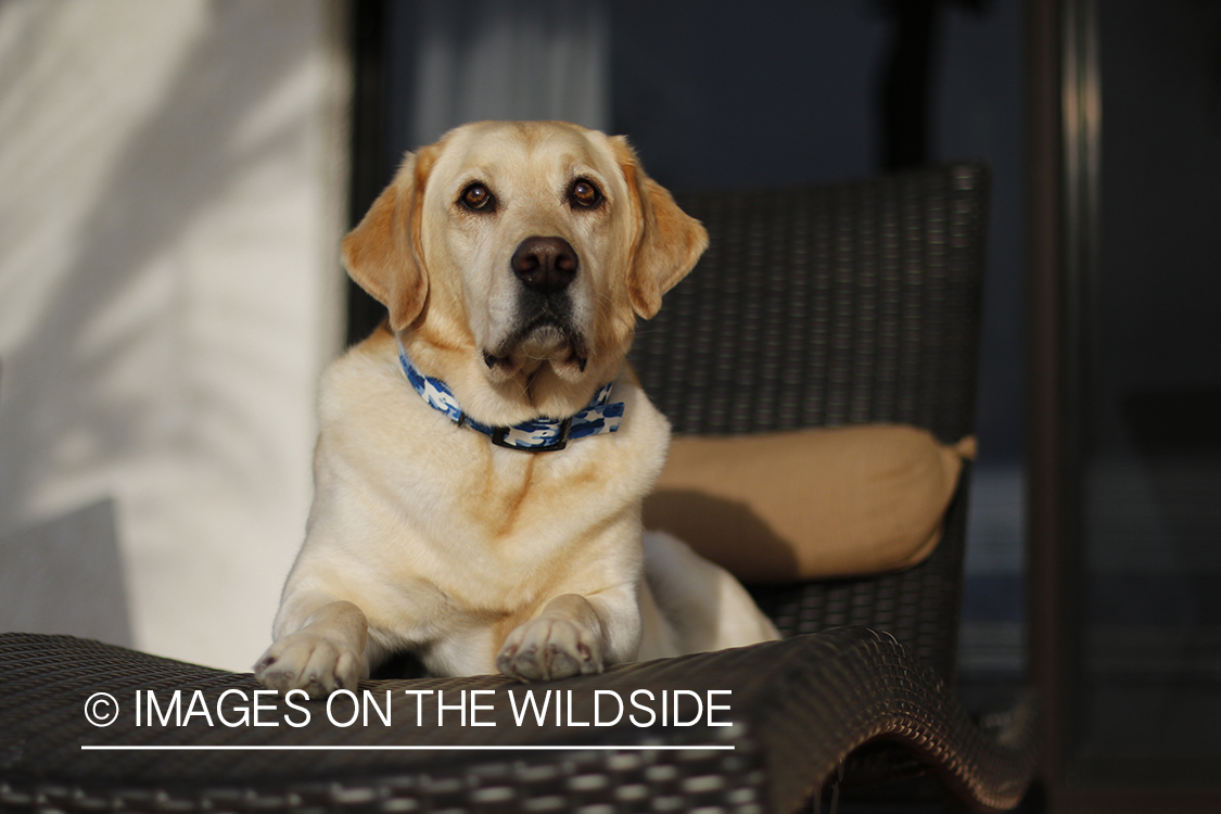 Yellow lab on lounge chair.